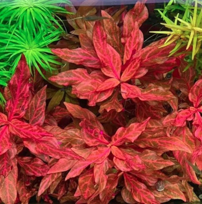 Альтернантера Розанервиг (Alternanthera reineckii Rosanervig) в горшочке